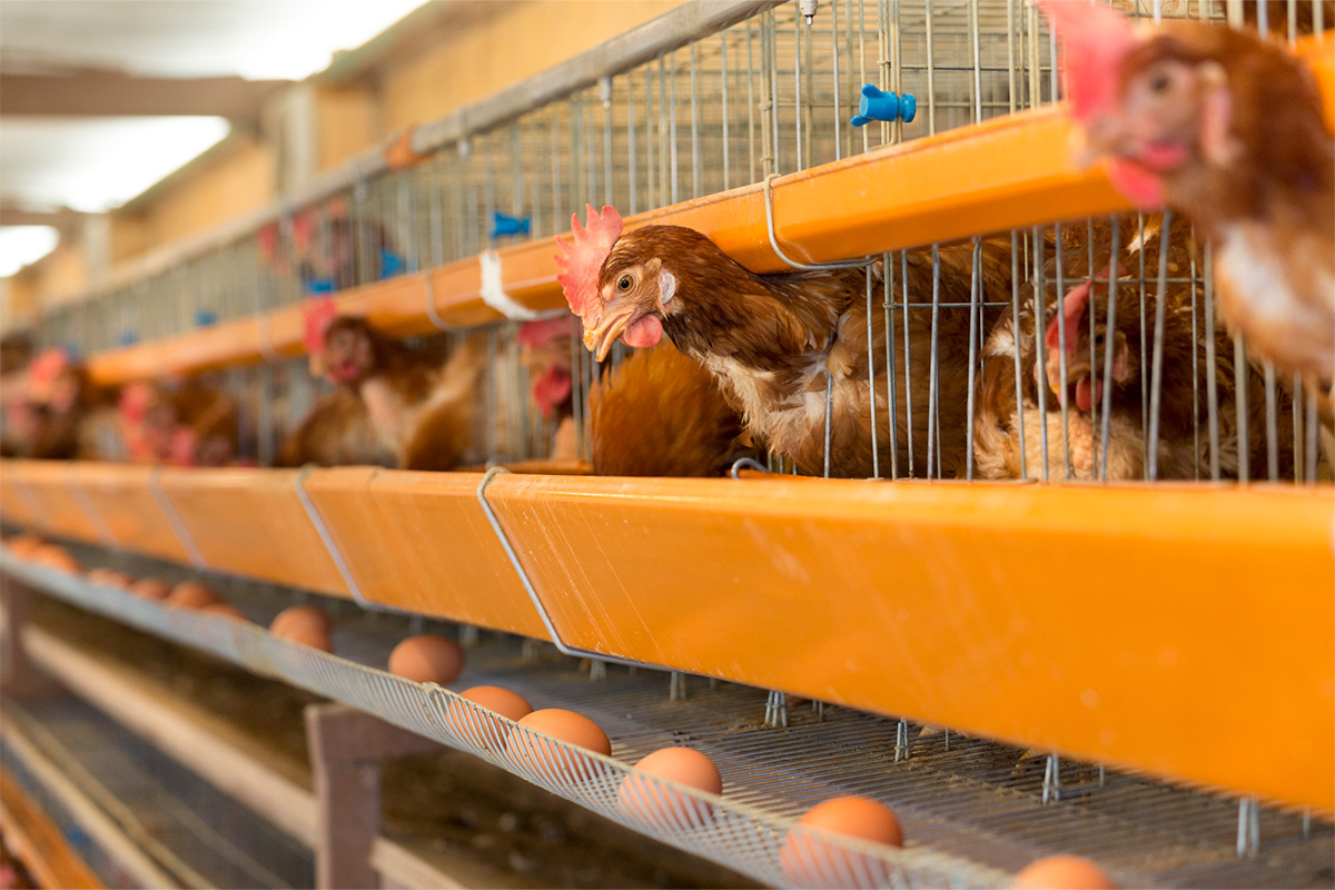 採卵鶏のアニマルウェルフェアについての協会の考え方と取組方針